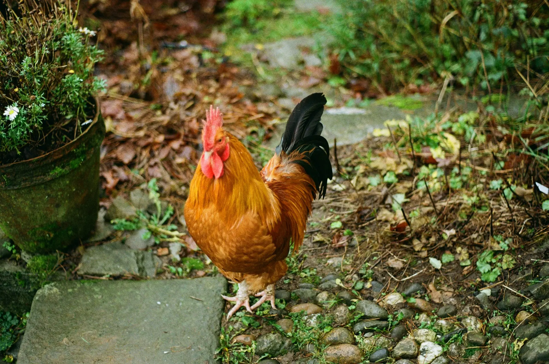 Chicken