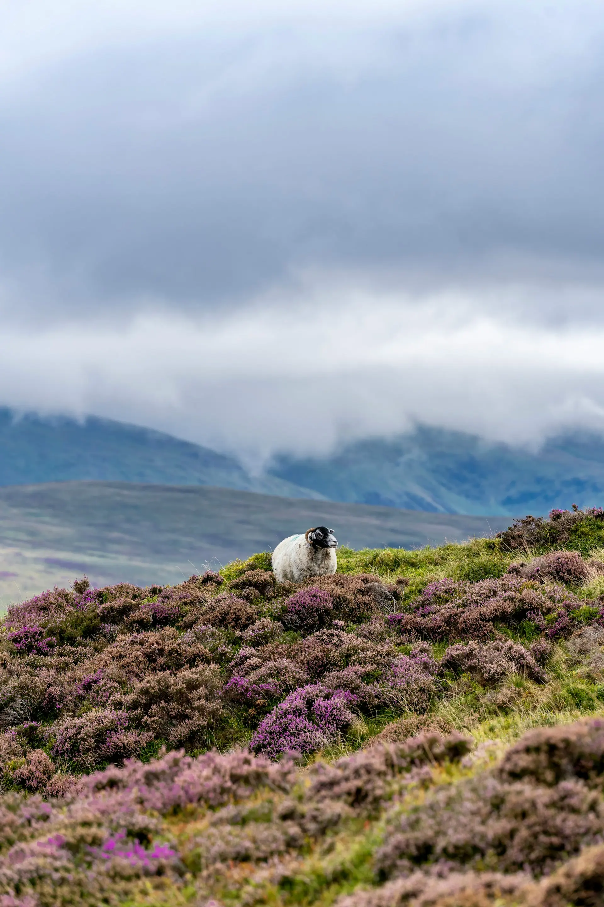 Sheep